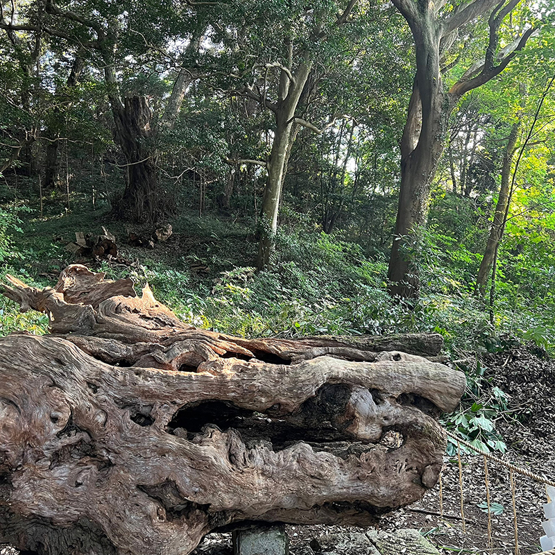 写真の説明を入れます