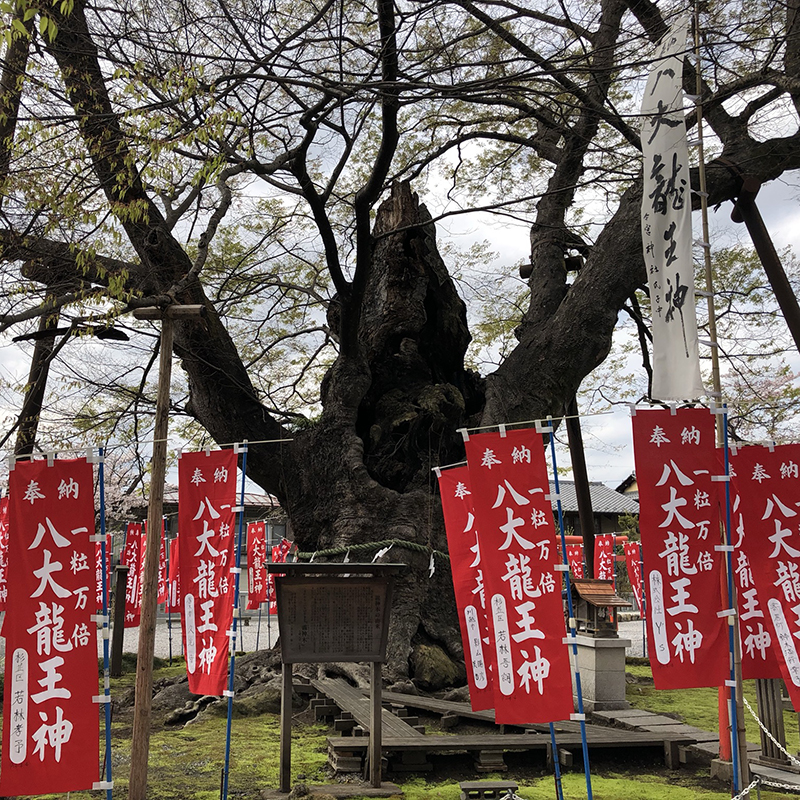 写真の説明を入れます